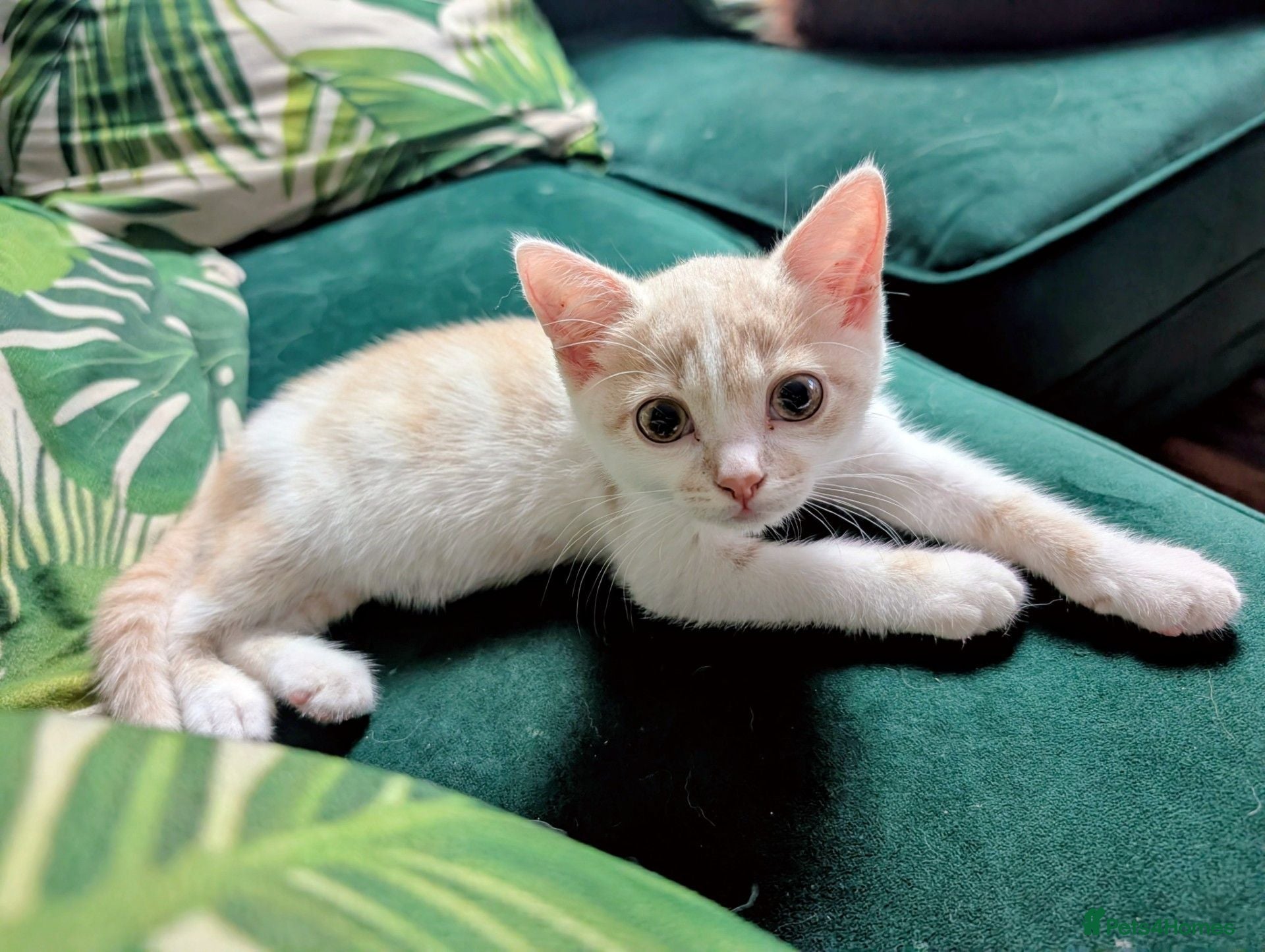 Mixed Breed cats Two beautiful ❤️ girls left - Advert 2