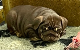 English Bulldog dogs for sale: World class English bulldogs / reduced  - Image 2