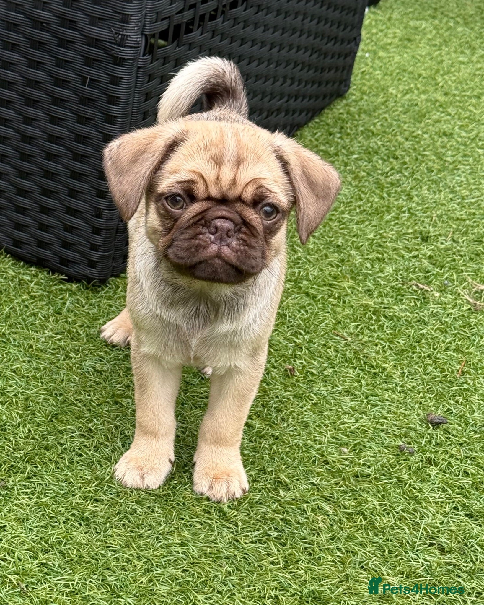 Pug dogs Absolutely Stunning KC registered Pug Puppies  - Advert 2