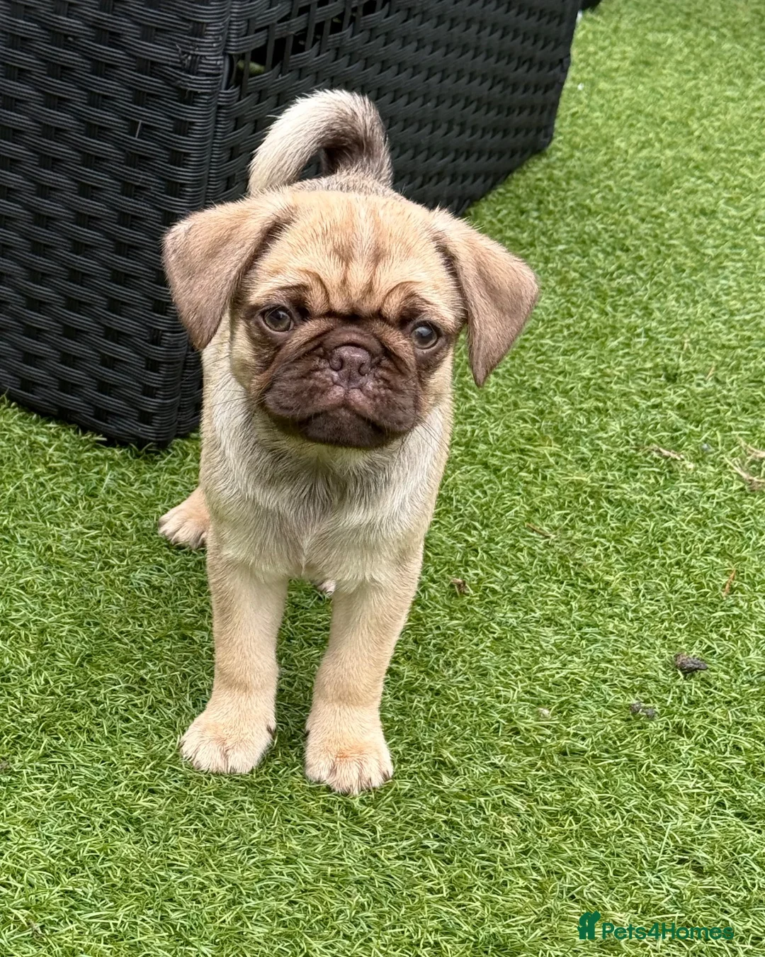 Pug dogs for sale: Absolutely Stunning KC registered Pug Puppies  - Advert 1