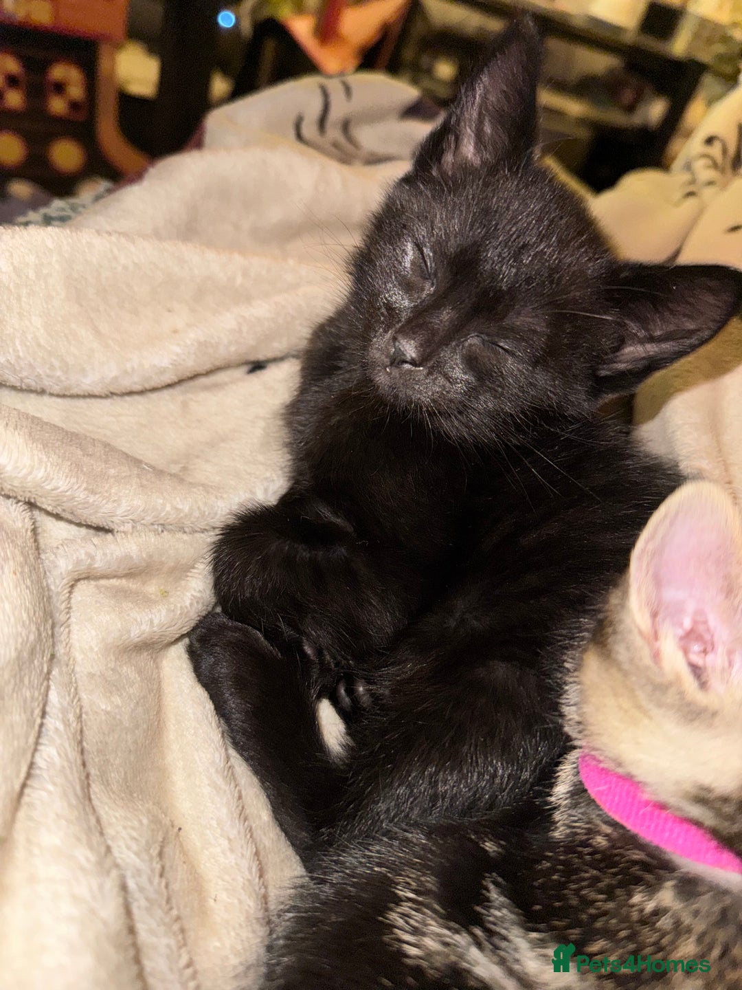 Mixed Breed cats for sale: Melanistic bengals/siamese’s (bengalese) - Advert 19