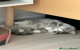 Munchkin cats for sale: Pedigree TICA Munchkin Kittens – Short Legs 🐈 - Image 13