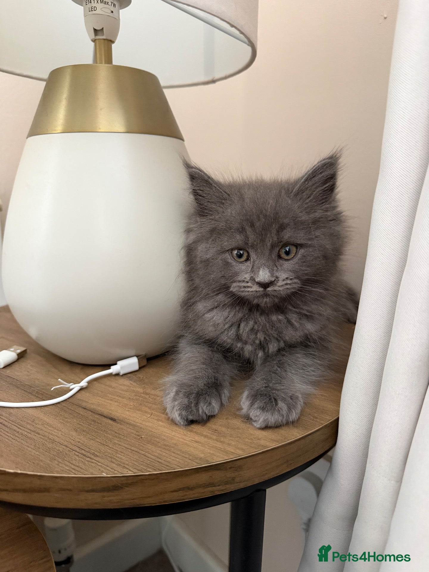 Mixed Breed cats Mainecoon x Ragdoll Kitten  - Advert 1