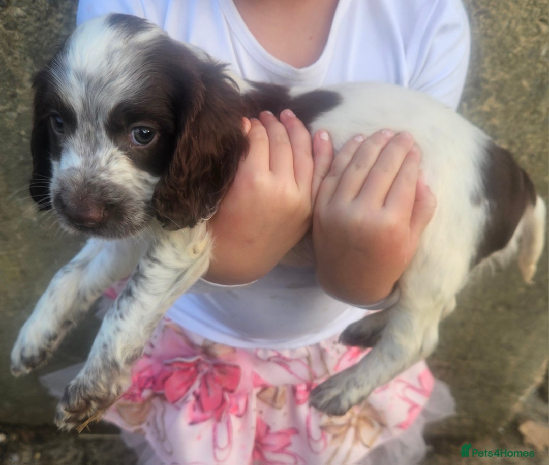 Cocker Spaniel dogs for sale: Cocker pups  - Image 4
