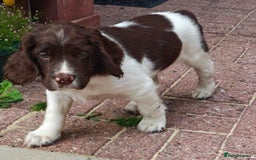 English Springer Spaniel dogs for sale: 🐾Beautiful KC Registered ES Spaniel Puppies🐾 - Image 32