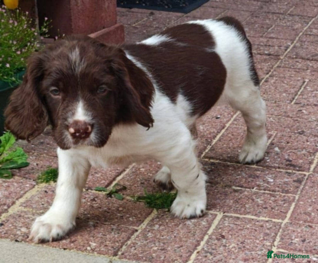 English Springer Spaniel dogs for sale: 🐾Beautiful KC Registered ES Spaniel Puppies🐾 - Image 32