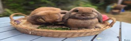 Mini Lop rabbits for sale: Two Mini lops and 4 Dwarf lops available - Advert 16
