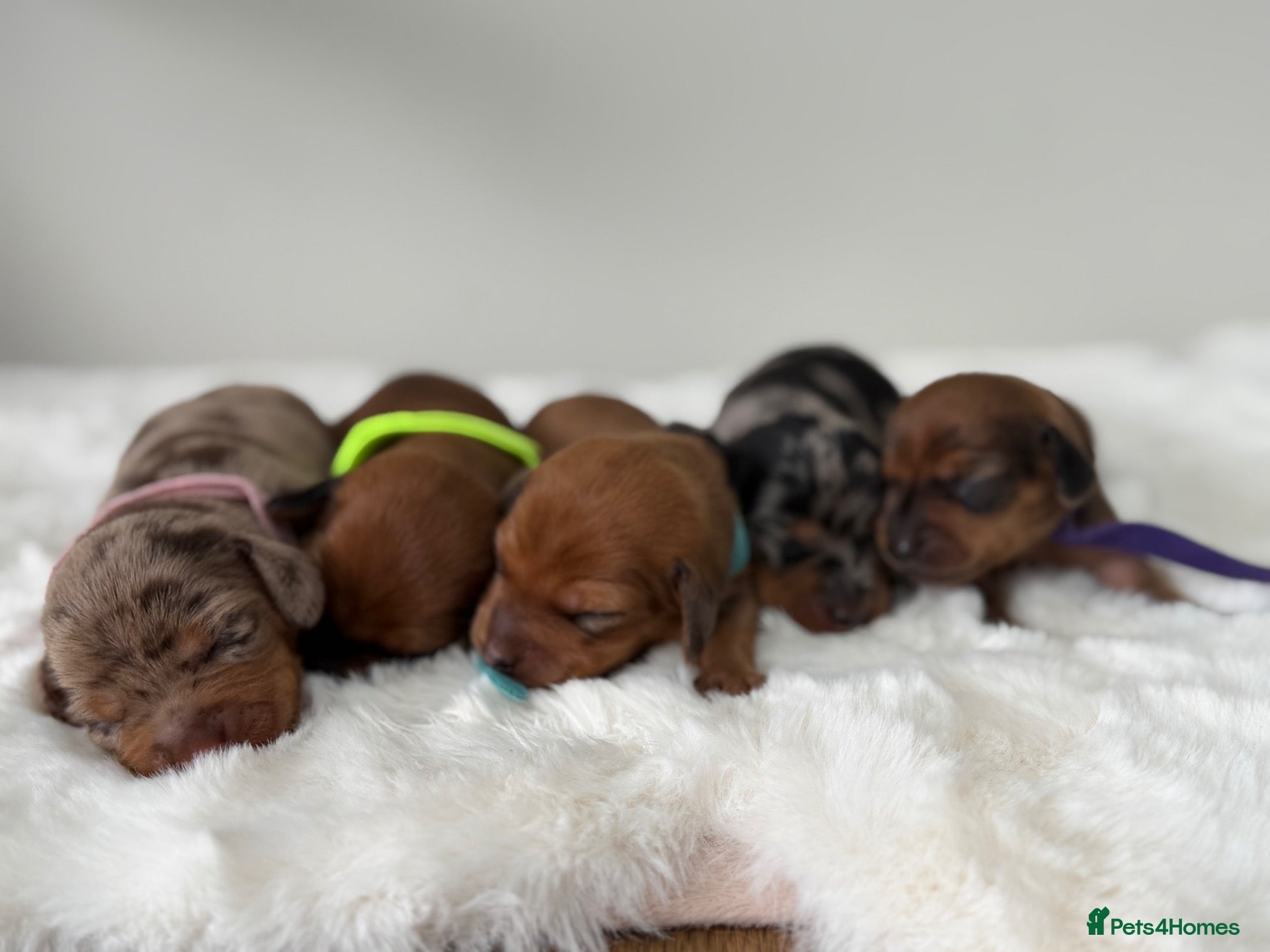 Dachshund dogs dachshund puppies For sale  - Advert 2