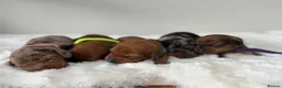Dachshund dogs for sale: dachshund puppies For sale *1 BOY LEFT purplecol*  - Advert 9