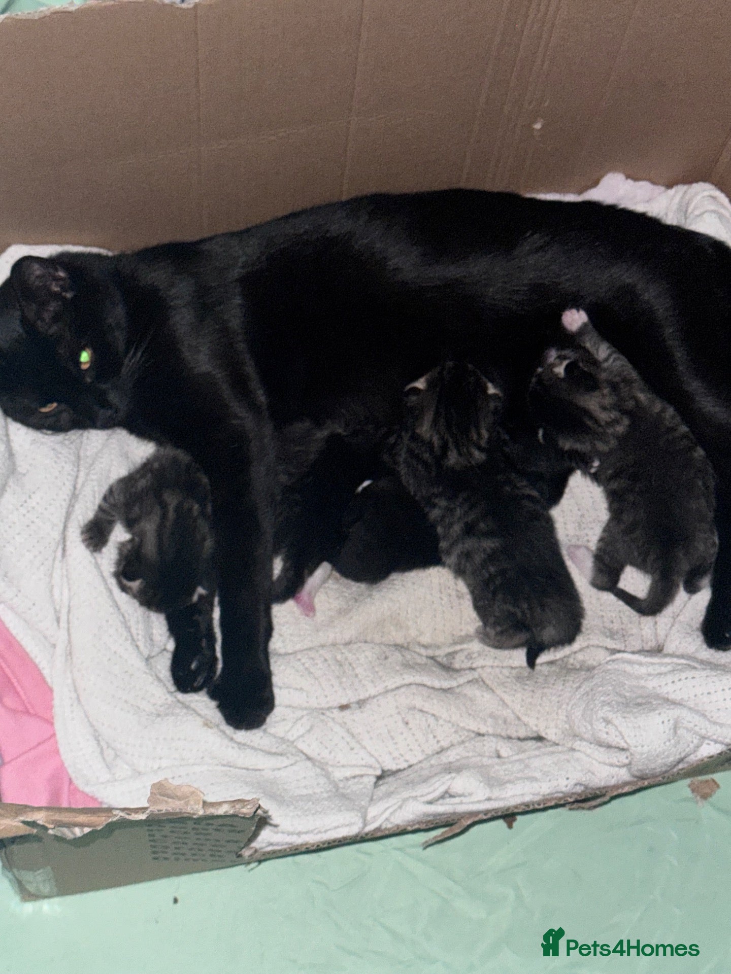 Mixed Breed cats 4 kittens 1 boy 3 girls  - Advert 4