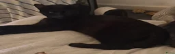 Egyptian Mau cats for sale: Egyptian black with unique white markings in Morden - Advert 1