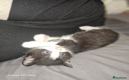 Mixed Breed cats for sale: 4 Beautiful Kittens **2 Black & White Boys Left** - Image 18