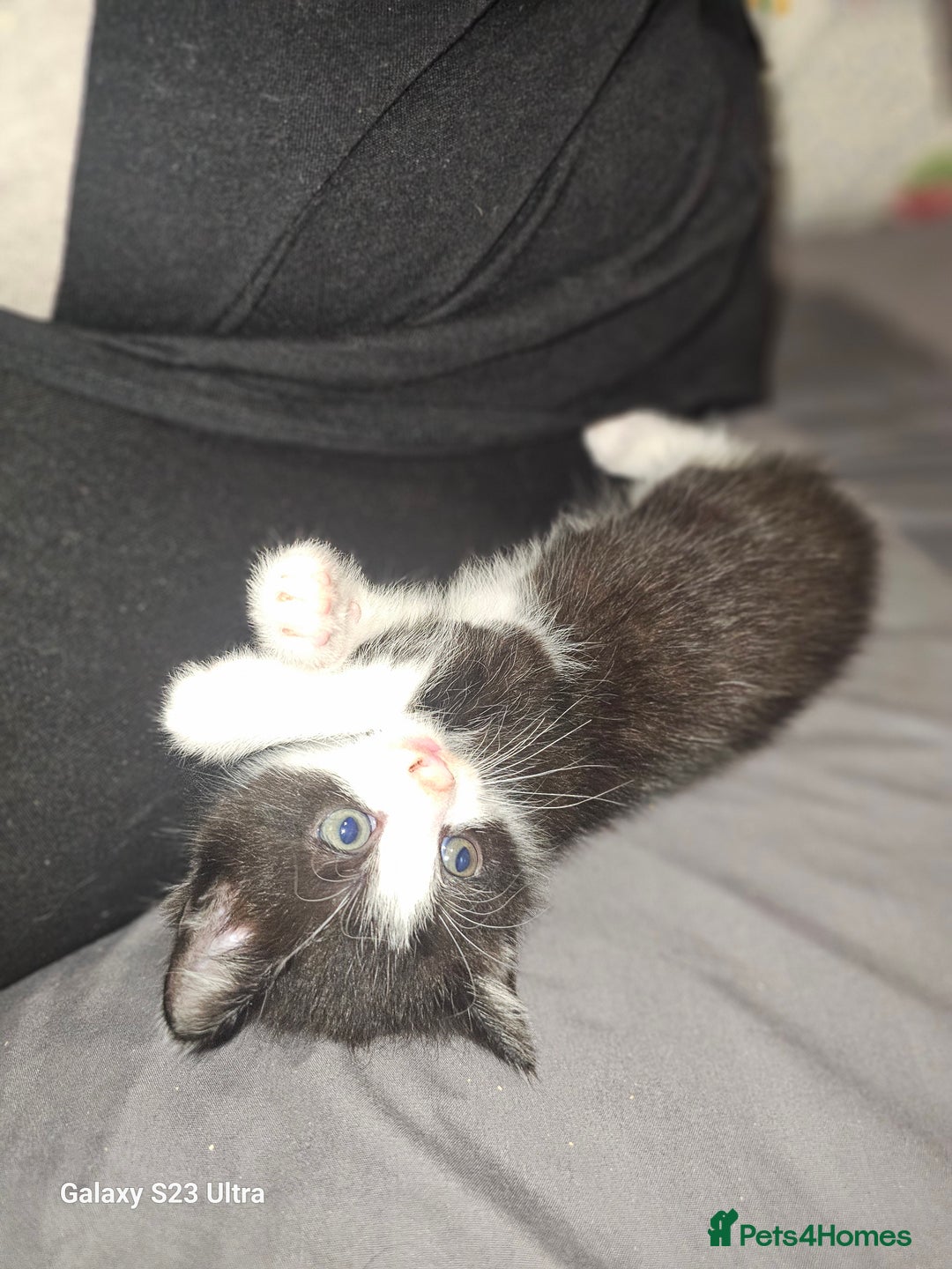 Mixed Breed cats for sale: 4 Beautiful Kittens **2 Black & White Boys Left** - Image 18