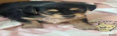 Mixed Breed 5