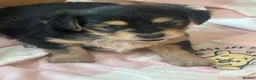Mixed Breed dogs for sale: One Beautiful Girl Still Available!! - Advert 3