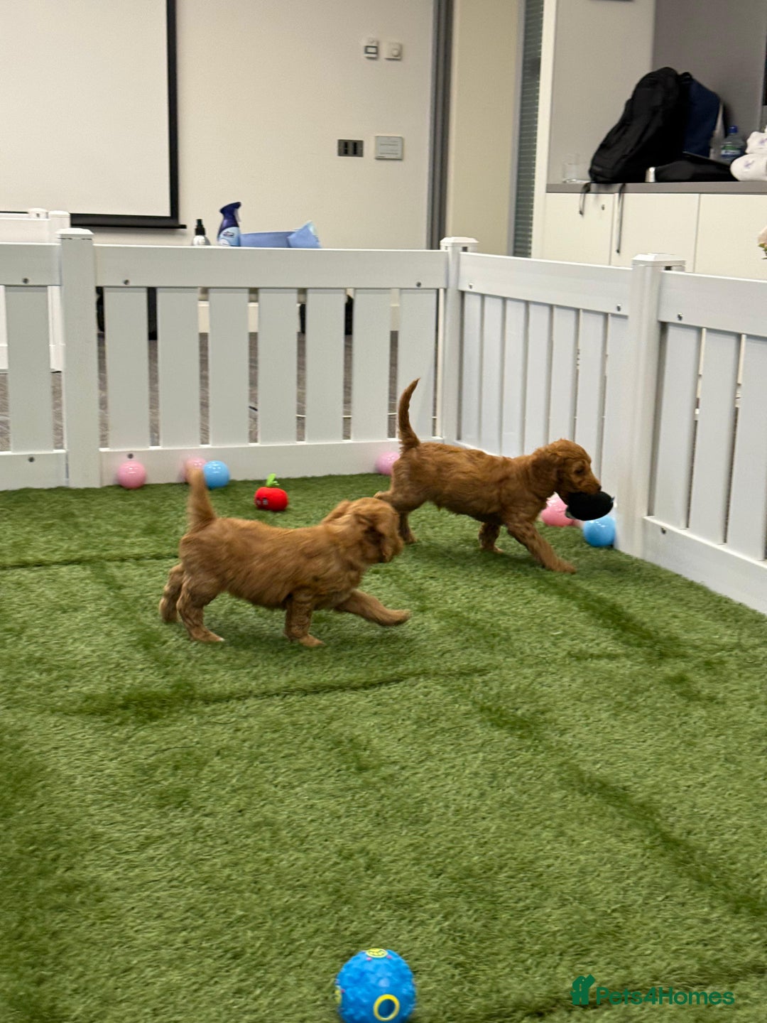 Cockapoo dogs for sale: Beautiful cockapoo puppies  - Image 9