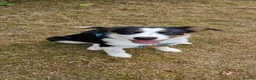 Mixed Breed dogs for sale: Beautiful & Intelligent Collie Mix Needs 4eva Home - Advert 9
