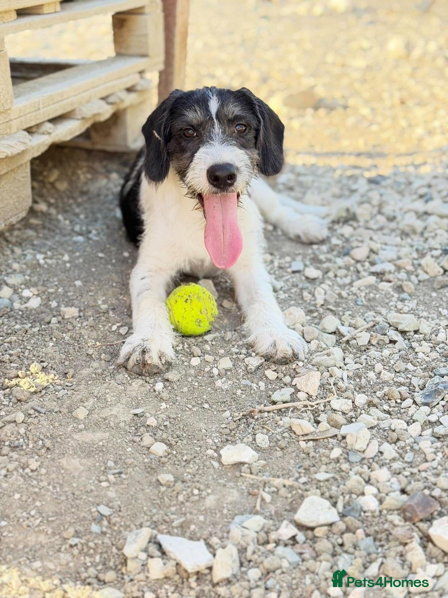 Mixed Breed dogs Kimko - confident, loving and full of mischief - Advert 1