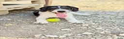 Mixed Breed dogs for adoption: Kimko - confident, loving and full of mischief - Advert 2