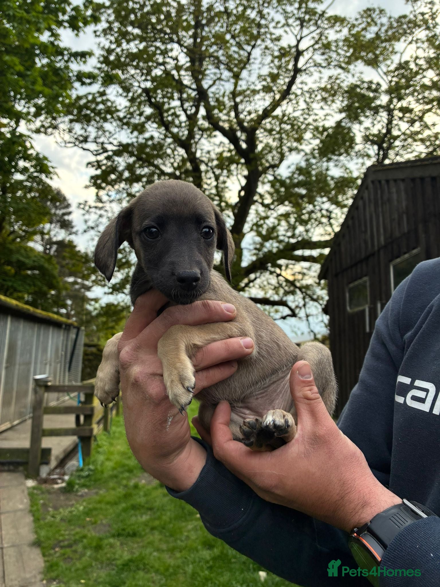 Mixed Breed dogs Ready to go! Bedlington Whippet puppies - Advert 2