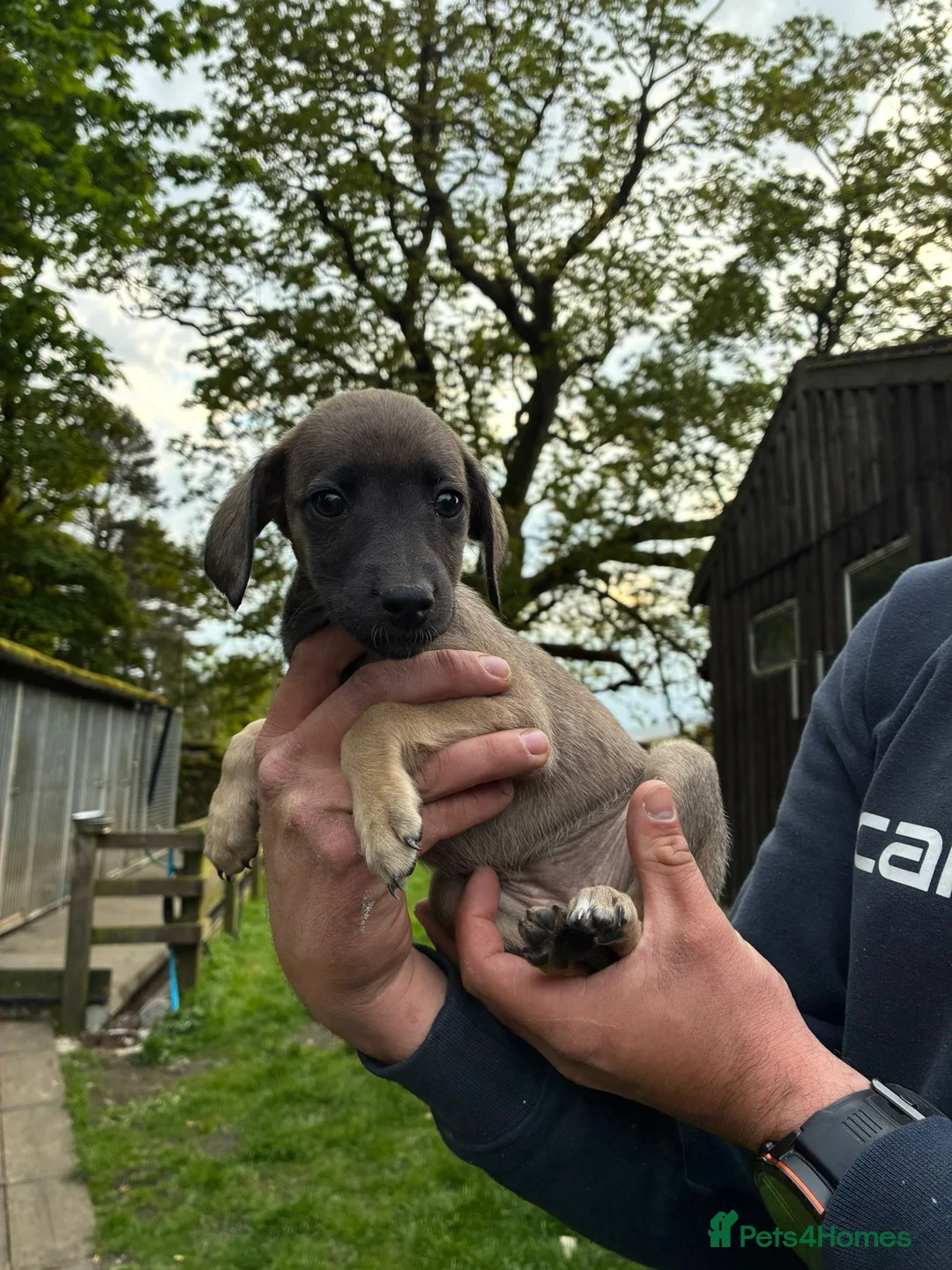 Mixed Breed dogs for sale: Ready to go! Bedlington Whippet puppies - Advert 2