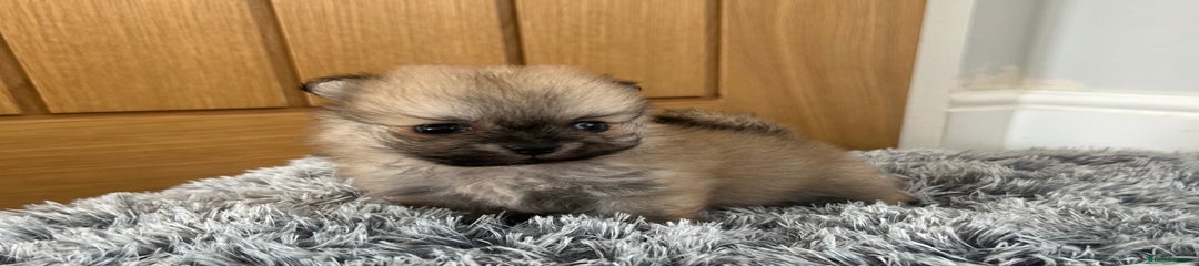 Pomeranian Puppy 3