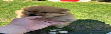 Pomeranian Puppy 2