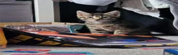 British Shorthair cats for sale: Kittens - Advert 2