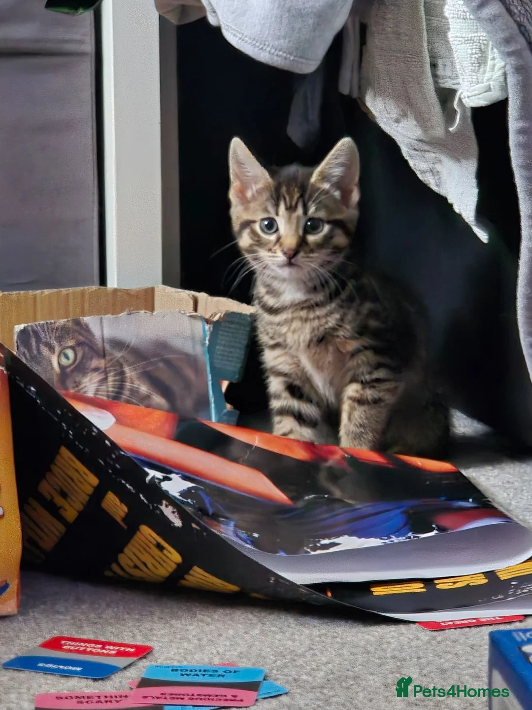 British Shorthair cats for sale: Kittens - Advert 2