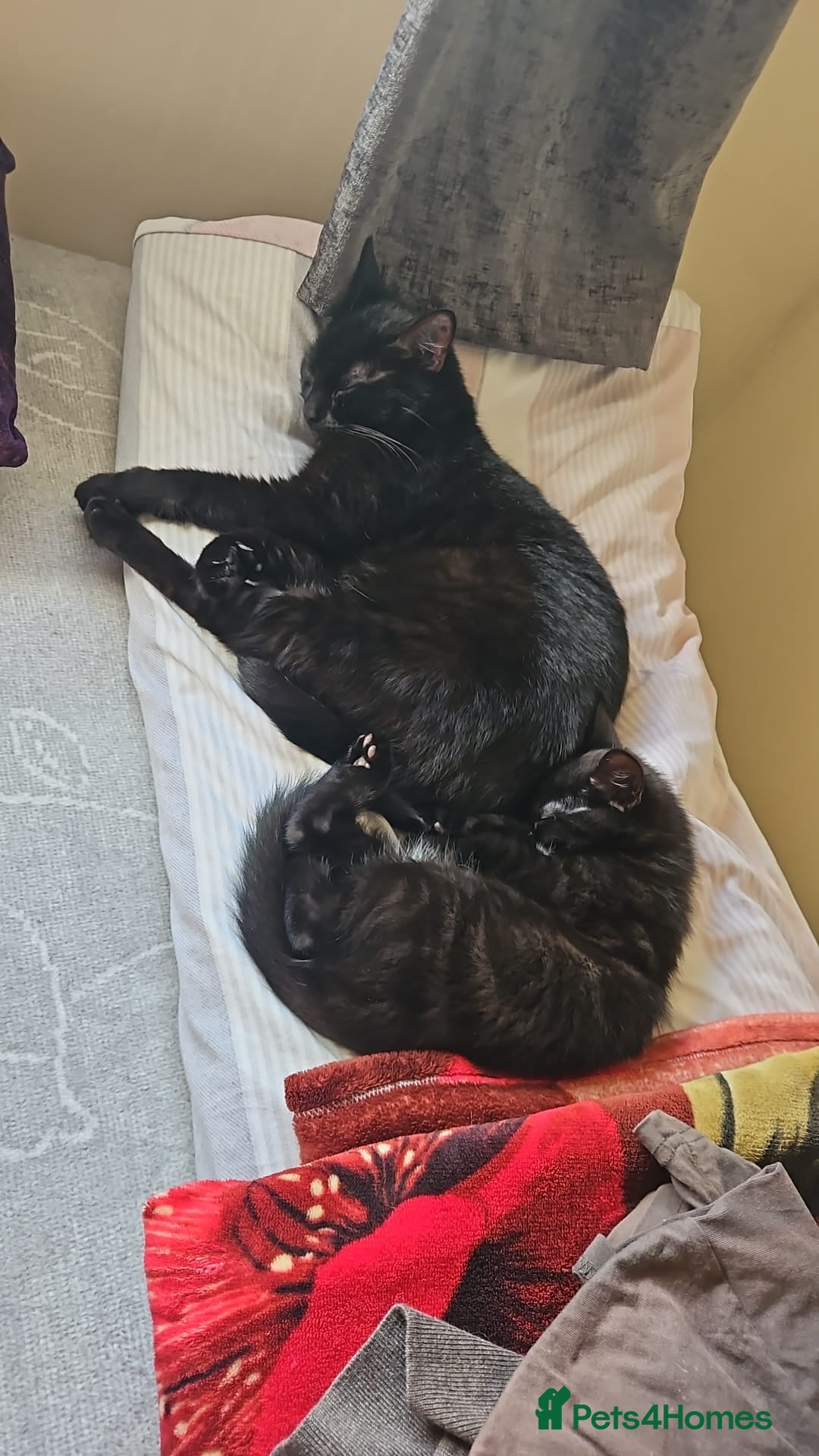 Mixed Breed cats One boy one girl - Advert 4