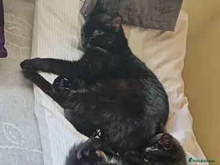 Mixed Breed cats One boy one girl - Advert 1