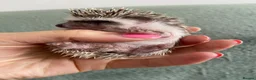 Pygmy Hedgehog rodents for sale: Ready now - Female Pygmy Hedgehog - Advert 20
