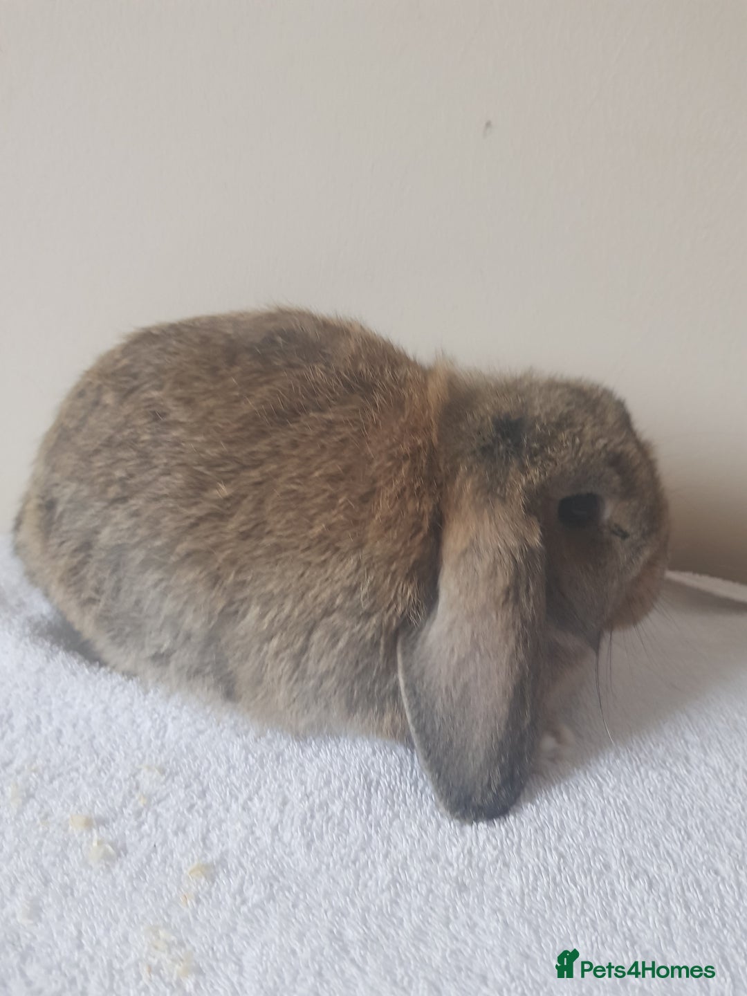 German Lop rabbits for sale: Baby German Lop Rabbits - Advert 2