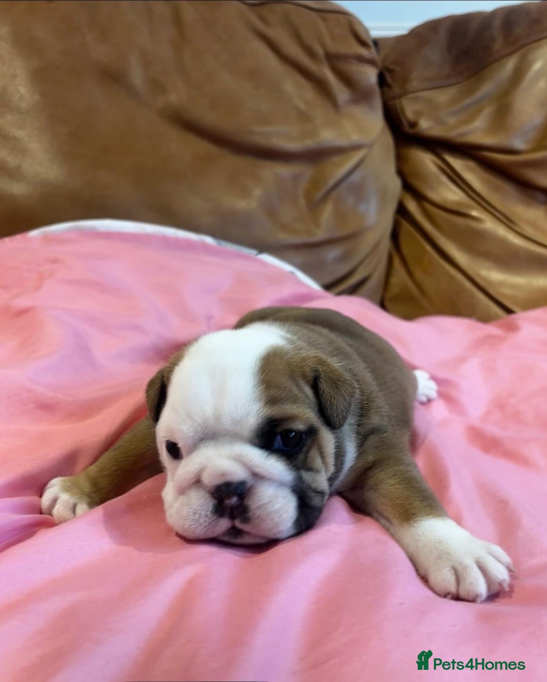 English Bulldog dogs for sale: Stunning Red & White English Bulldog Puppies - Advert 2