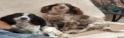 Cocker Spaniel dogs for sale: Beautiful Cocker spaniel puppies  - Advert 6