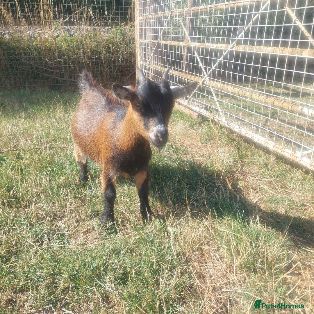 Goats livestock for sale: Pygmy Goat Nanny Kids x2 - Image 5