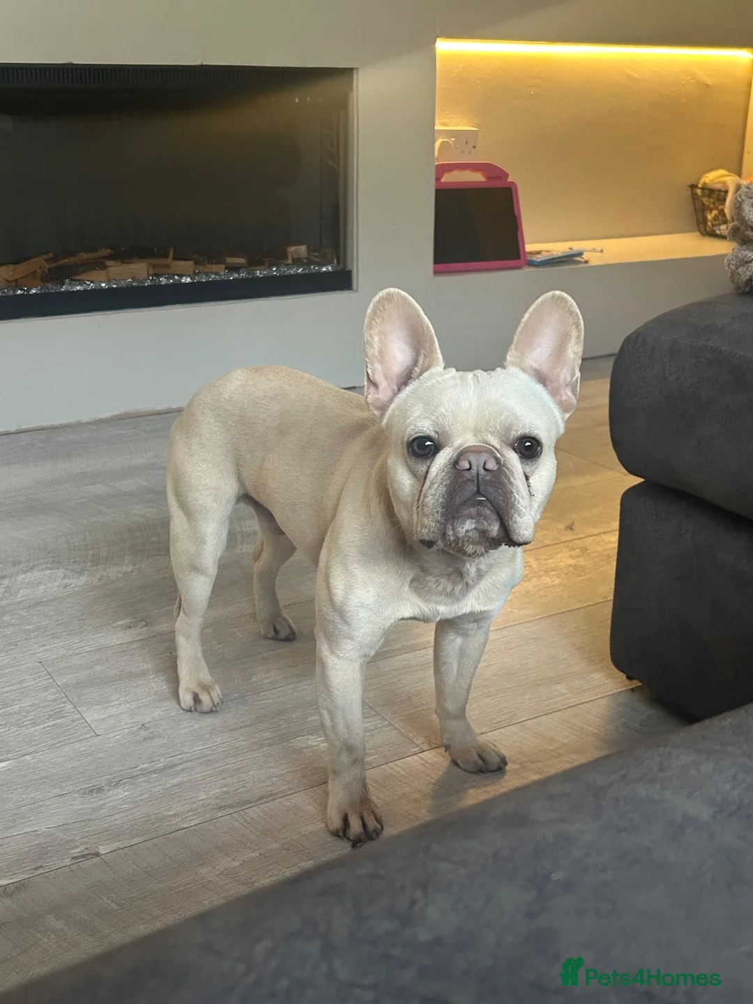 French Bulldog dogs for sale: French bulldog - Advert 2
