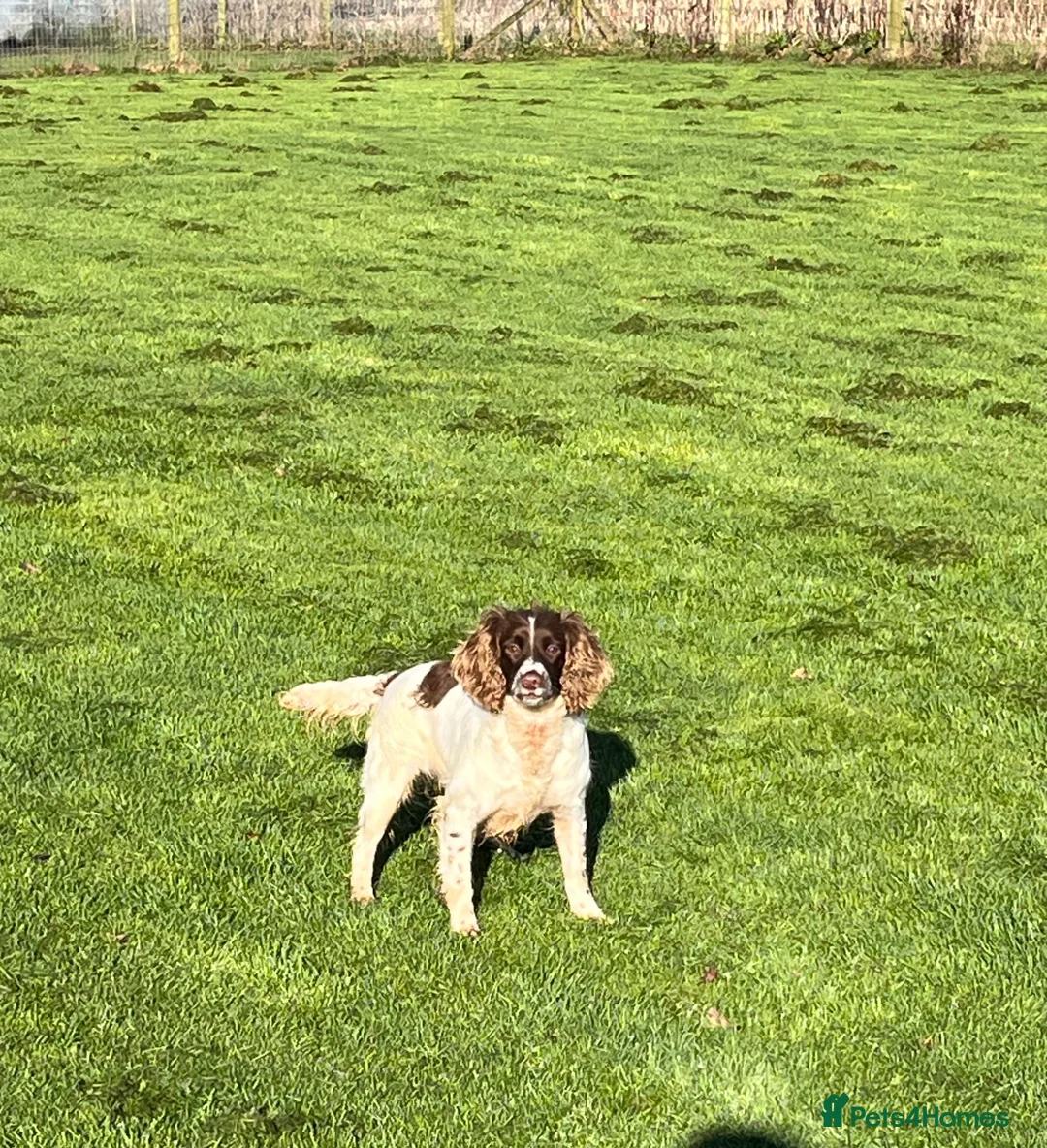 English Springer Spaniel dogs for sale: KC Registered Adult Female  - Advert 7