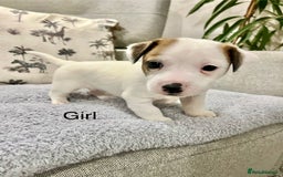 Jack Russell dogs for sale: Jack Russell puppies - Image 3