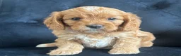 Cavapoo dogs for sale: Stunning F1 Cavapoo health tested parents  - Advert 17