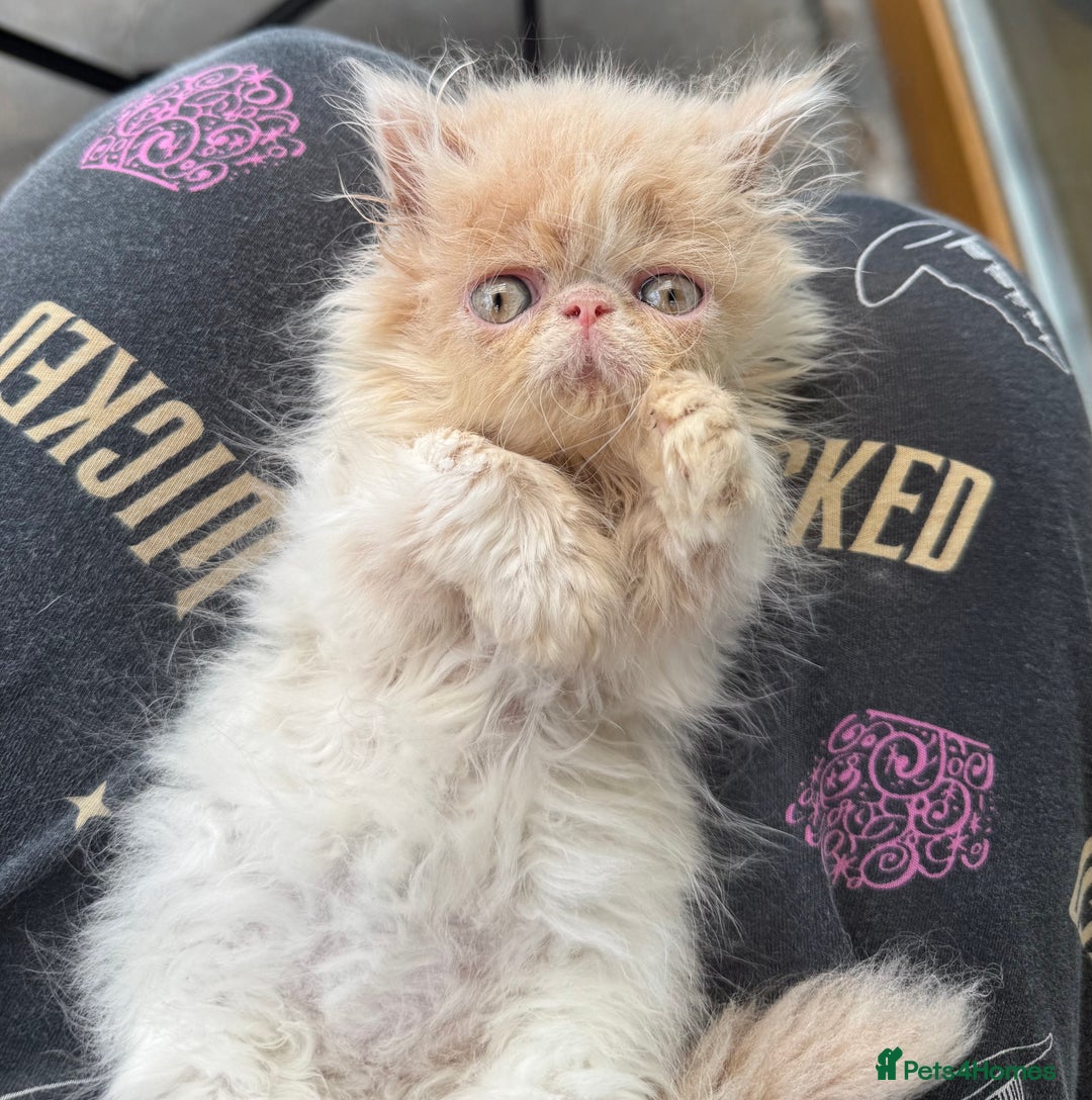 Persian cats for sale: GCCF registered Persian boy! (Colourpoint carrier) - Image 9