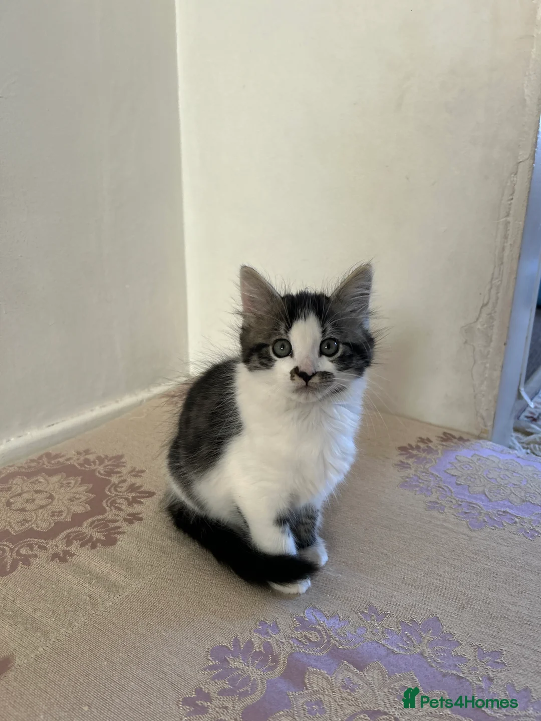 British Shorthair cats for sale: Cute British shorthair Kittens  - Advert 2