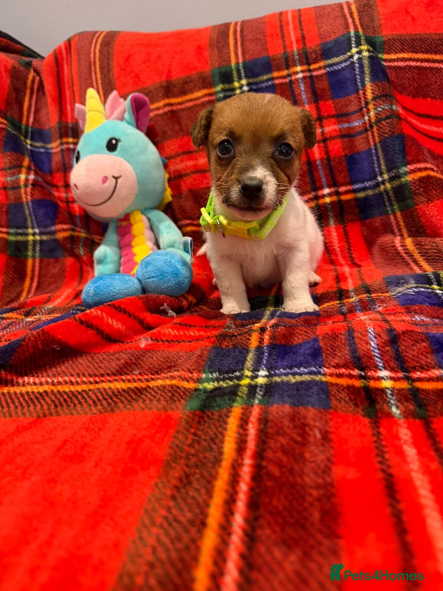 Jack Russell dogs Stunning Jack Russel pups ready to go  - Advert 2