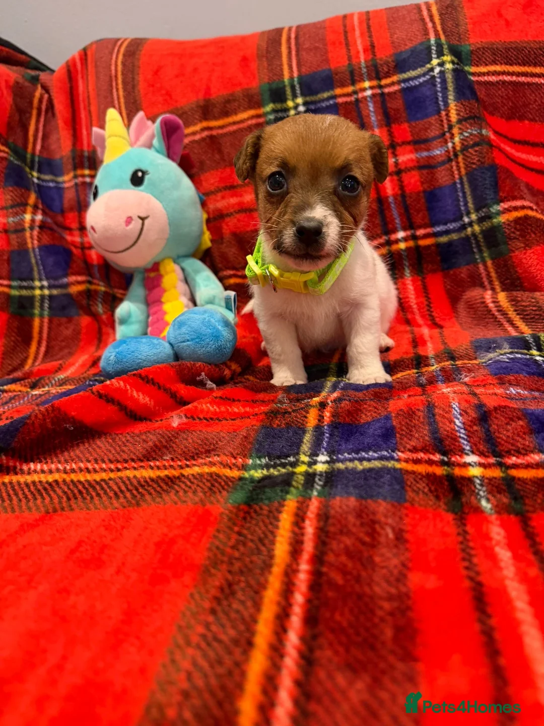 Jack Russell dogs for sale: Stunning Jack Russel pups  - Advert 2