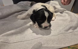 English Springer Spaniel dogs for sale: Springer pups - Image 15