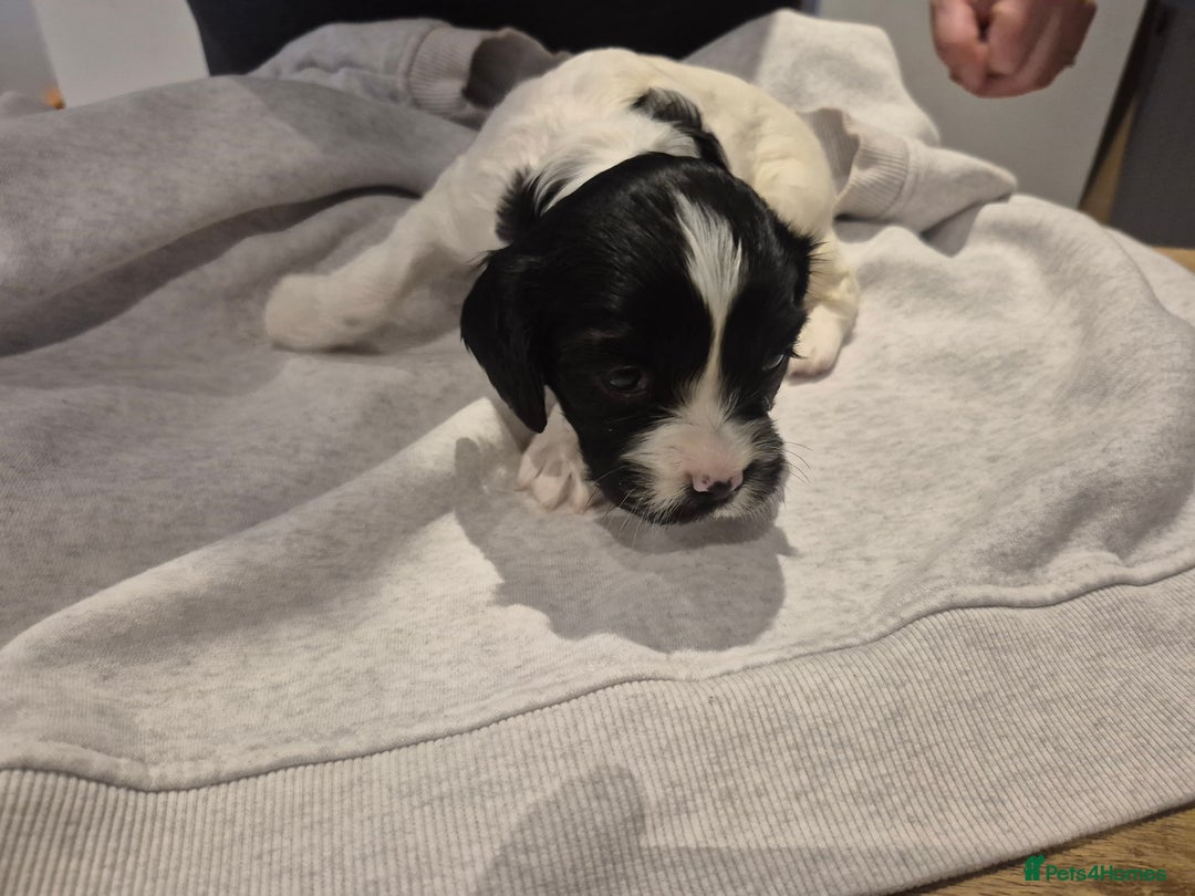 English Springer Spaniel dogs for sale: Springer pups - Image 15