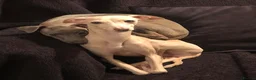 Italian Greyhound dogs for sale: KC Italian greyhound puppies European lineage - Advert 16