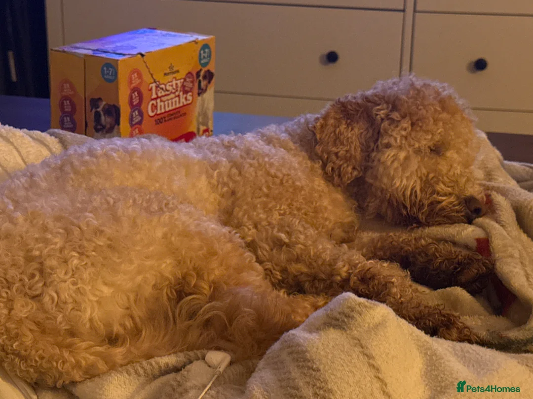 Cockapoo dogs for sale: Male cockerpoo  - Advert 2