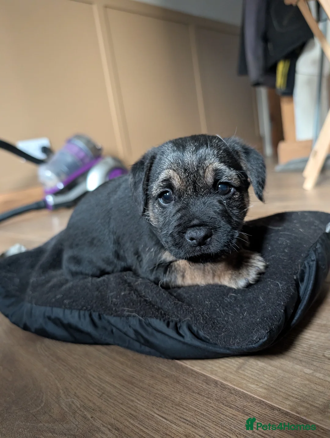 Border Terrier dogs for sale: Border terrier puppies for sale in Carlisle - Advert 2