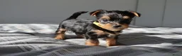 Yorkshire Terrier dogs for sale: Adorable Yorkshire Terrier Puppies 5 11.11.2026 - Advert 3